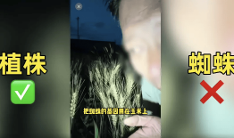 离谱！200万网红抹黑袁隆平育种技术造谣杂交水稻害人